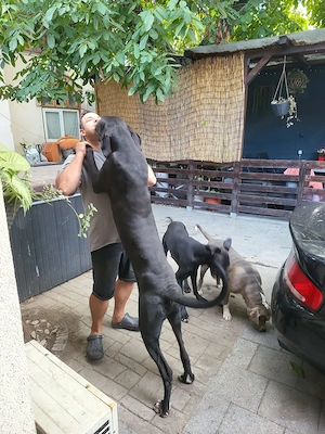 Great Dane dog german Marele Danez  - imagine 3