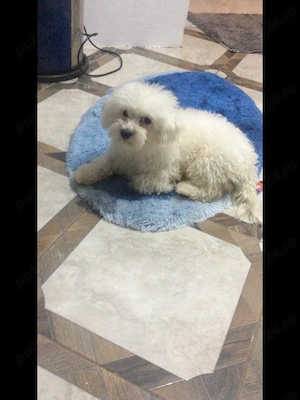 Bichon maltez (femelă) - imagine 2