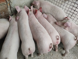 Vand Purcei Marel Alb  si Pietrian cu Landrace si Duroc