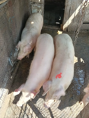 Vand porc in jur de 70 kg