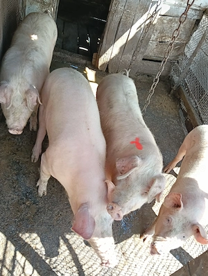Vand porc in jur de 70 kg - imagine 3