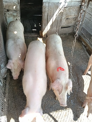 Vand porc in jur de 70 kg - imagine 5