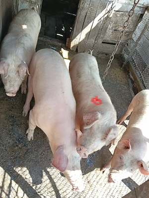 Vand porc in jur de 70 kg - imagine 4