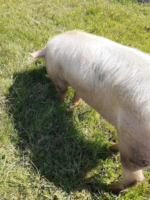 porc de vinzare
