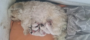 Bichon maltez 7 pui