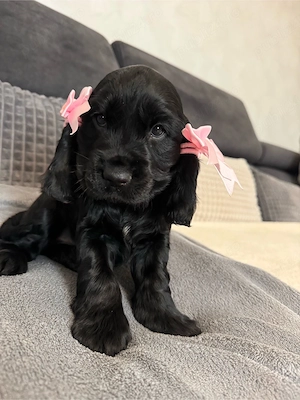 Cocker spaniel
