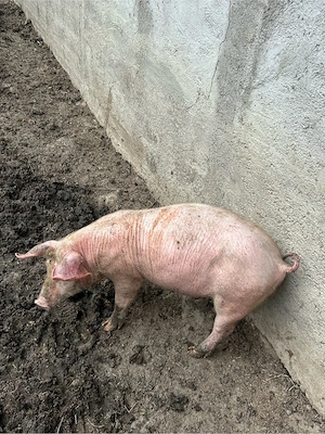 Purcei intarcati, marele alb   mangalita 