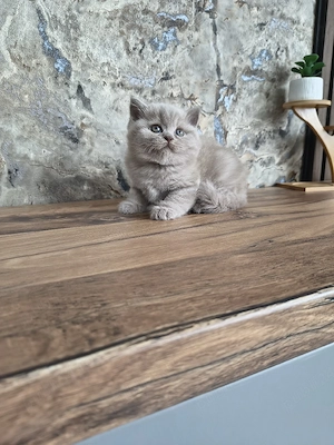 British Shorthair 