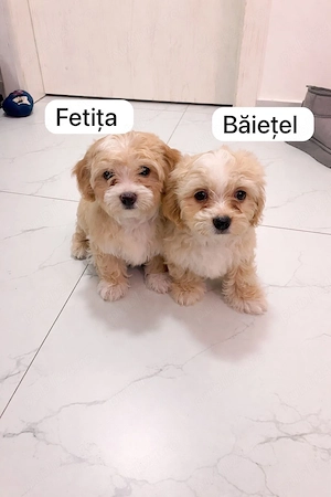 Bichon maltipoo mini toy  - imagine 2