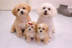 Bichon maltipoo mini toy 