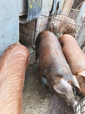 Vând porc pt sacrificat si un soldan - imagine 2