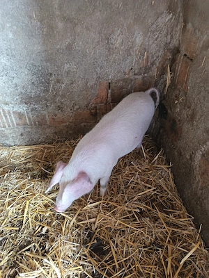 Vând porc pt sacrificat si un soldan - imagine 4