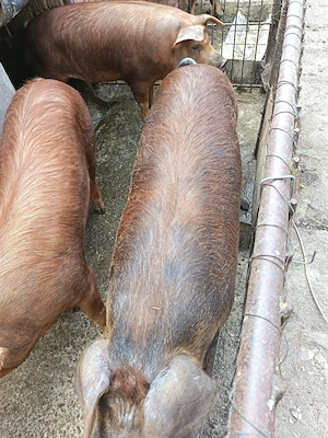 Vând porc pt sacrificat si un soldan - imagine 5