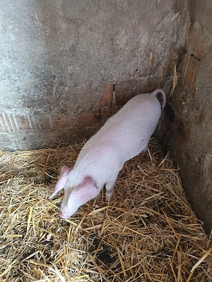 Vând porc pt sacrificat si un soldan - imagine 3
