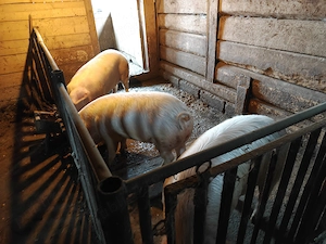Vând porci sănătoși, 120 de kg