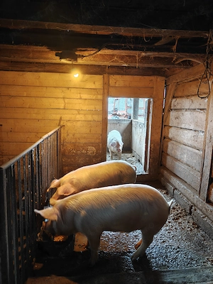 Vând porci sănătoși, 120 de kg - imagine 4