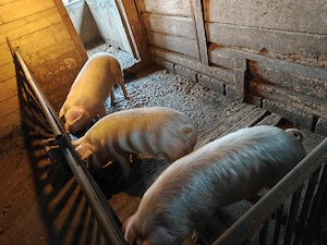 Vând porci sănătoși, 120 de kg - imagine 2