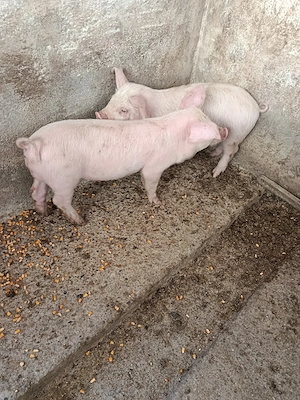 De vânzare purecii 
