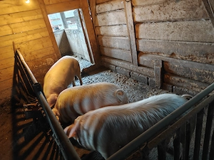 Vând porci sănătoși, 120 de kg - imagine 3