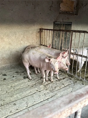 porci intre 30 si  60kg la 8km langa orastie - imagine 4