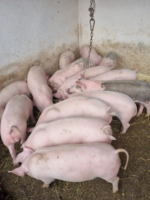porci si soldani 