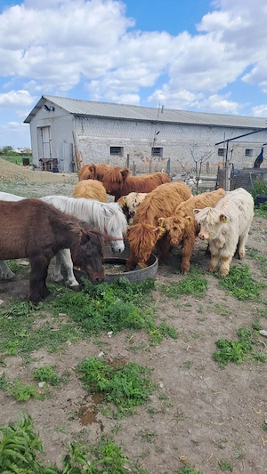 Vând highland scoțian ! - imagine 2