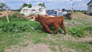 Vând highland scoțian ! - imagine 3