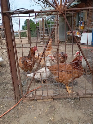de vanzare găini de casa ouatoare
