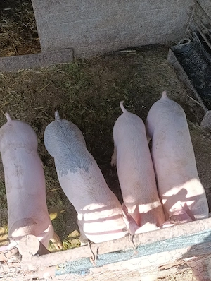 purcei landrace castrati 50 kg - imagine 4