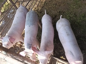 purcei landrace castrati 50 kg