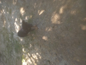 Donez catelusa 