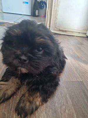 shih tzu 2 luni. baietel  - imagine 2