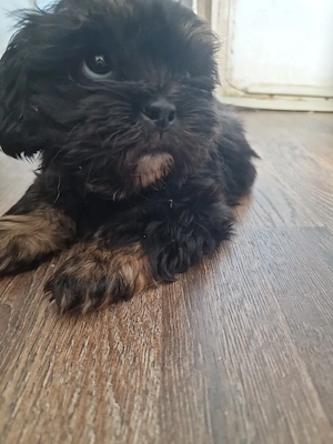 shih tzu 2 luni. baietel  - imagine 4