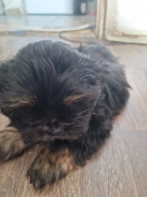 shih tzu 2 luni. baietel  - imagine 3