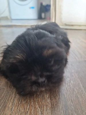 shih tzu 2 luni. baietel  - imagine 5