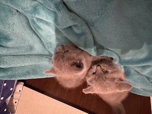 Pisici british shorthair  scottish