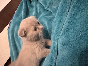 Pisici british shorthair  scottish - imagine 4