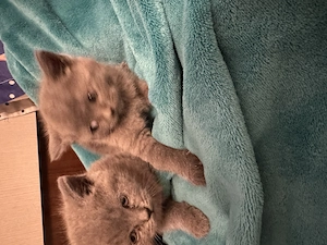 Pisici british shorthair  scottish - imagine 2