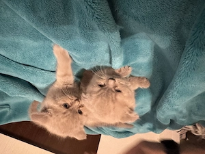Pisici british shorthair  scottish - imagine 3
