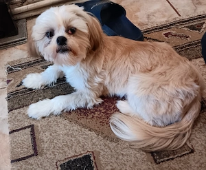 Vand catel rasa shih tzu 