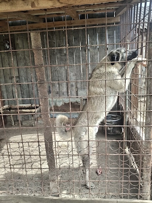 Kangal mascul