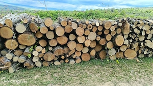 lemne de foc 