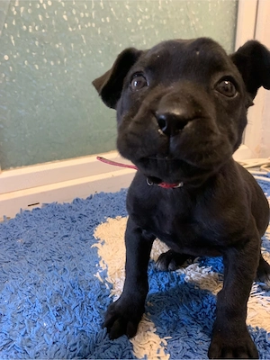 Puiut Cane Corso Rasa baetel pura varsta 8 saptamani 