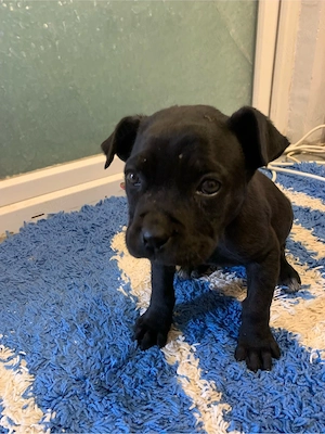 Puiut Cane Corso Rasa baetel pura varsta 8 saptamani 