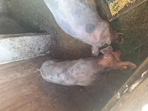 Porci pietrain de vanzare