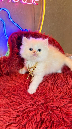 British Shorthair 