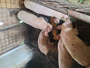 Purcei landrace  - imagine 5
