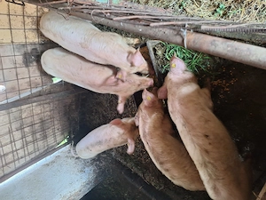 Purcei landrace 