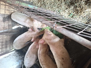 Purcei landrace  - imagine 2