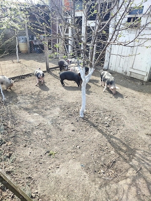 Porci de vanzare